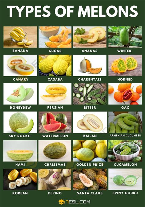 melons tibe|8 types de MELONS